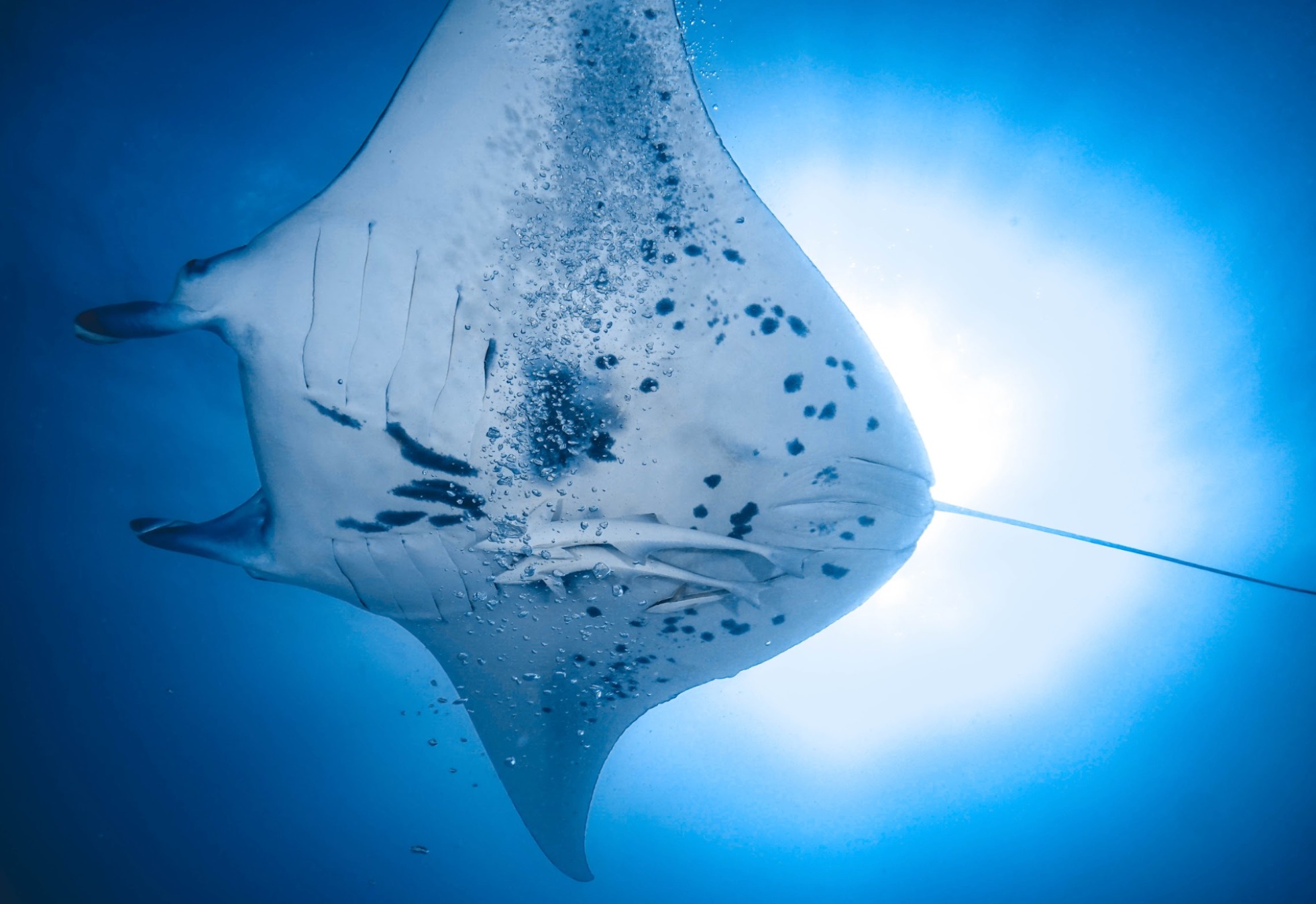 Borneo og Indonesien på Privat Katamaran 3